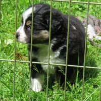 Black Tri Male-TOY aussie, a male Toy Australian Shepherd for sale in Port Orchard, WA – 1 of 6