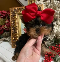 Rae-Lynn, a female Yorkshire Terrier for sale in Stafford, VA – Photo 3 of 3