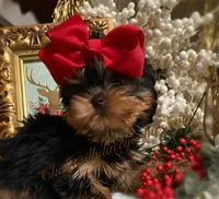 Rae-Lynn, a female Yorkshire Terrier for sale in Stafford, VA – Photo 1 of 3