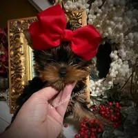 Rae-Lynn, a female Yorkshire Terrier for sale in Stafford, VA – Photo 2 of 3