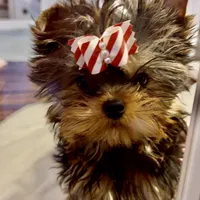 Karrington, a male Yorkshire Terrier for sale in Stafford, VA – Photo 4 of 4