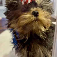 Karrington, a male Yorkshire Terrier for sale in Stafford, VA – Photo 3 of 4