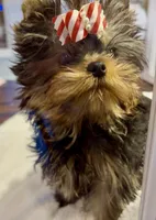 Karrington, a male Yorkshire Terrier for sale in Stafford, VA – Photo 3 of 4
