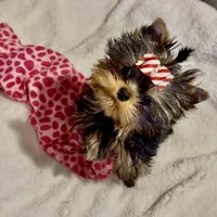 Karrington, a male Yorkshire Terrier for sale in Stafford, VA – Photo 1 of 4