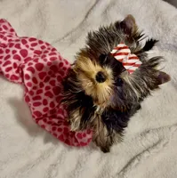 Karrington, a male Yorkshire Terrier for sale in Stafford, VA – Photo 1 of 4