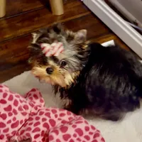 Karrington, a male Yorkshire Terrier for sale in Stafford, VA – Photo 2 of 4
