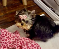 Karrington, a male Yorkshire Terrier for sale in Stafford, VA – Photo 2 of 4