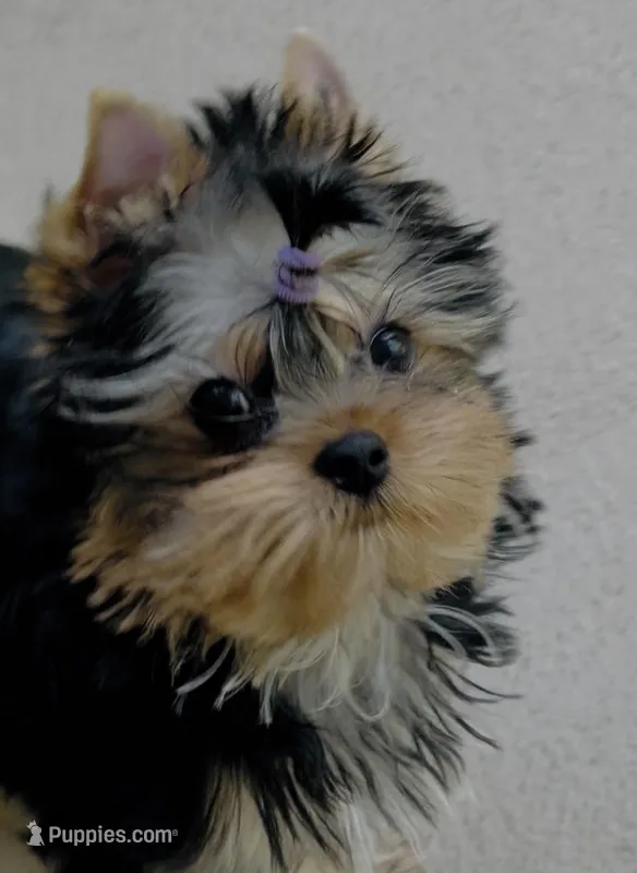 Winter , a male Yorkshire Terrier for sale in Stafford, VA – Photo 1 of 1
