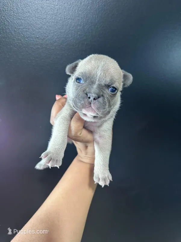 French Bulldog Puppy – French Bulldog puppy for sale in Portland, TN