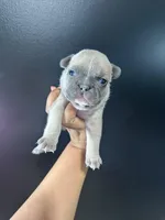 French Bulldog Puppy, a male French Bulldog for sale in Portland, TN – 1 of 3