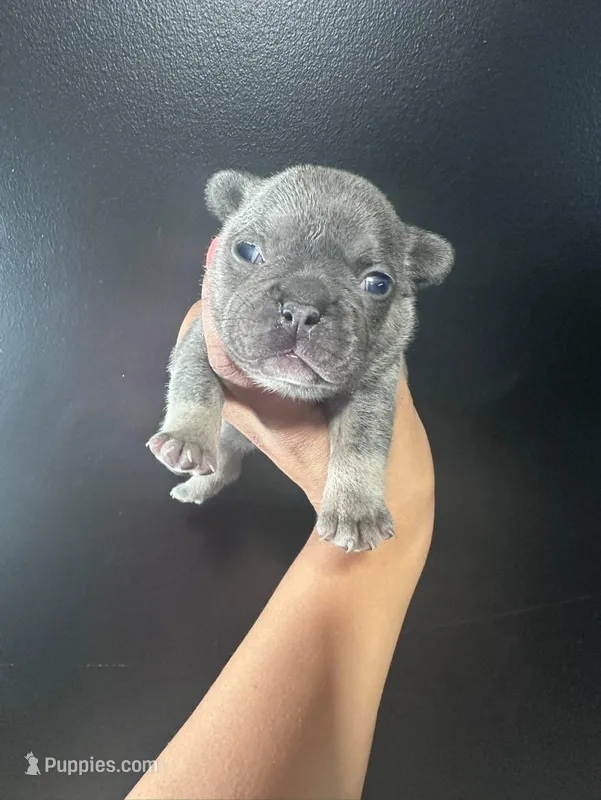 French Bulldog Puppy – French Bulldog puppy for sale in Portland, TN
