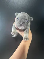 French Bulldog Puppy, a female French Bulldog for sale in Portland, TN – 1 of 3