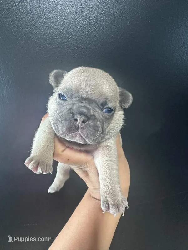 French Bulldog Puppy – French Bulldog puppy for sale in Portland, TN