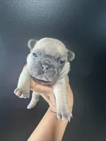 French Bulldog Puppy, a female French Bulldog for sale in Portland, TN – 1 of 3