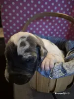 Deadpool , a male Great Dane for sale in Oklahoma City, OK – Photo 2 of 5