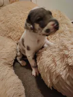 Deadpool , a male Great Dane for sale in Oklahoma City, OK – Photo 3 of 5