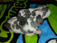 Deadpool , a male Great Dane for sale in Oklahoma City, OK – Photo 5 of 5