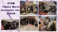 Storm, a female Great Dane for sale in Oklahoma City, OK – Photo 2 of 3