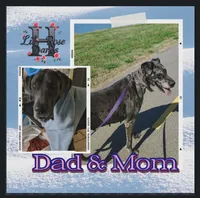 Black widow, a female Great Dane for sale in Oklahoma City, OK – Photo 2 of 4