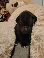 Black widow, a female Great Dane for sale in Oklahoma City, OK – Photo 3 of 4