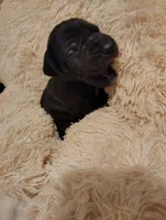 Black widow, a female Great Dane for sale in Oklahoma City, OK – Photo 4 of 4