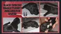 Black widow, a female Great Dane for sale in Oklahoma City, OK – Photo 1 of 4