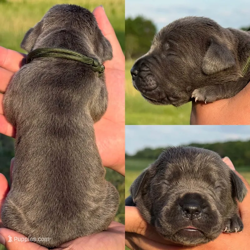 Army green female  – Cane Corso puppy for sale in Wingate, NC
