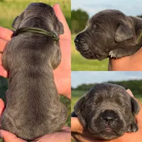Army green female , a female Cane Corso for sale in Wingate, NC – 1 of 2