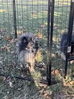 Cookie, a female Pomeranian for sale in Wingate, NC – Photo 6 of 6