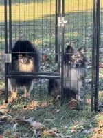 Cookie, a female Pomeranian for sale in Wingate, NC – Photo 2 of 6