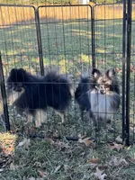 Cookie, a female Pomeranian for sale in Wingate, NC – Photo 3 of 6
