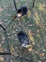 Cookie, a female Pomeranian for sale in Wingate, NC – Photo 5 of 6