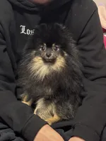 Barkley, a male Pomeranian for sale in Wingate, NC – Photo 3 of 3