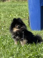 Barkley, a male Pomeranian for sale in Wingate, NC – Photo 1 of 3