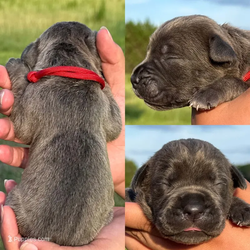 Red collar female  – Cane Corso puppy for sale in Wingate, NC