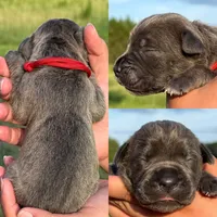 Red collar female , a female Cane Corso for sale in Wingate, NC – 1 of 2