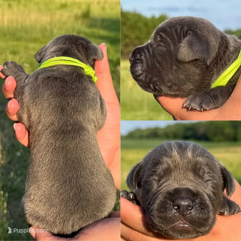 Lime green collar male – Cane Corso puppy for sale in Wingate, NC