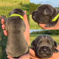 Lime green collar male, a male Cane Corso for sale in Wingate, NC – 1 of 2