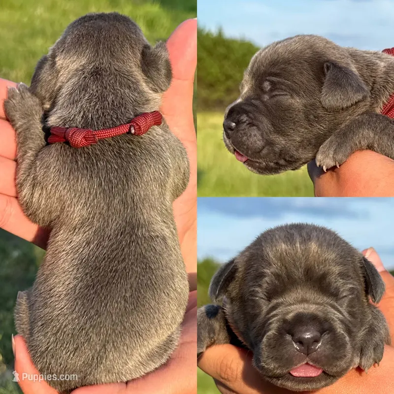 Burgundy collar female  – Cane Corso puppy for sale in Wingate, NC
