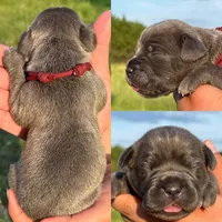 Burgundy collar female , a female Cane Corso for sale in Wingate, NC – 1 of 2