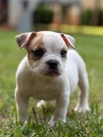 Benny, a male American Bully for sale in Wingate, NC – 1 of 4