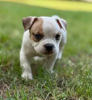 Benny, a male American Bully for sale in Wingate, NC – 2 of 4