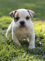 Benny, a male American Bully for sale in Wingate, NC – 3 of 4