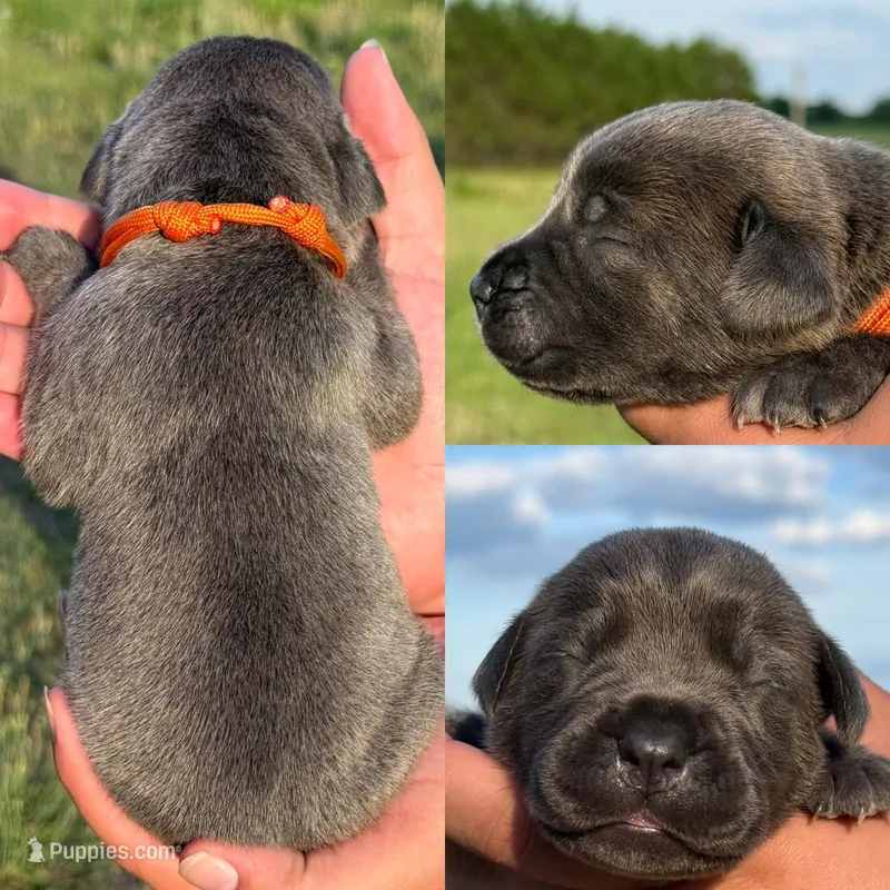 Orange collar male – Cane Corso puppy for sale in Wingate, NC