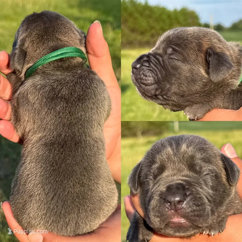 Green collar male – Cane Corso puppy for sale in Wingate, NC