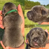 Green collar male, a male Cane Corso for sale in Wingate, NC – 1 of 2
