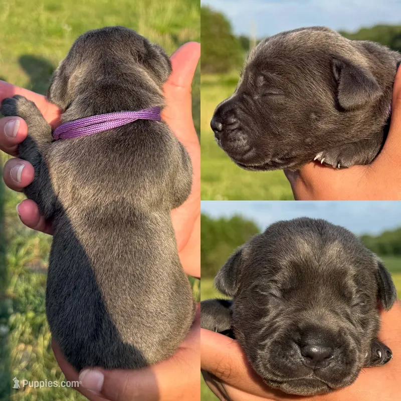 Purple collar female – Cane Corso puppy for sale in Wingate, NC