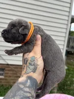 Blue collar male , a male Cane Corso for sale in Wingate, NC – 3 of 5
