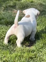 Benny, a male American Bully for sale in Wingate, NC – 4 of 4