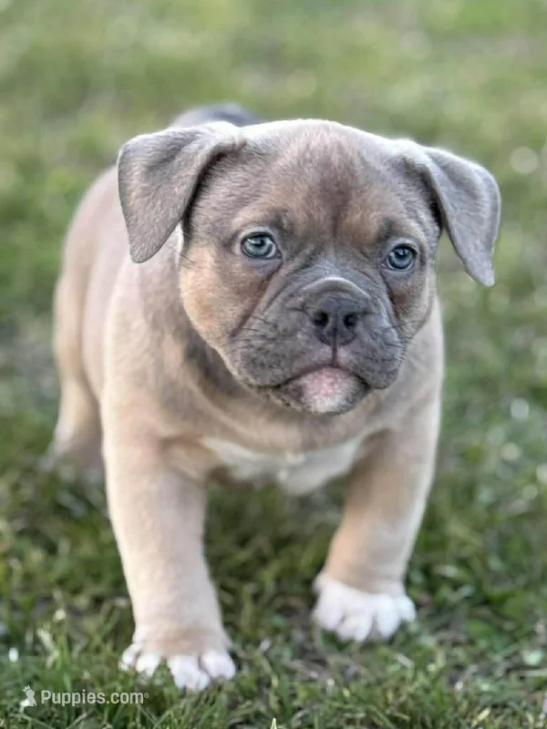 Zazu, a male American Bully for sale in Wingate, NC – Photo 1 of 5